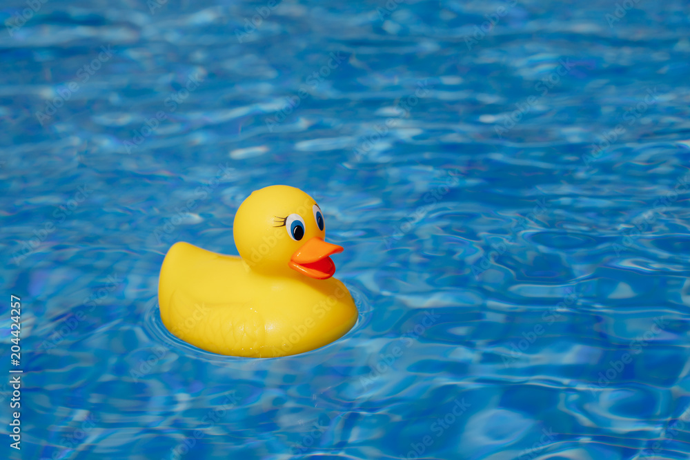 yellow rubber duck in blue swimming pool yellow rubber duck in blue swimming pool