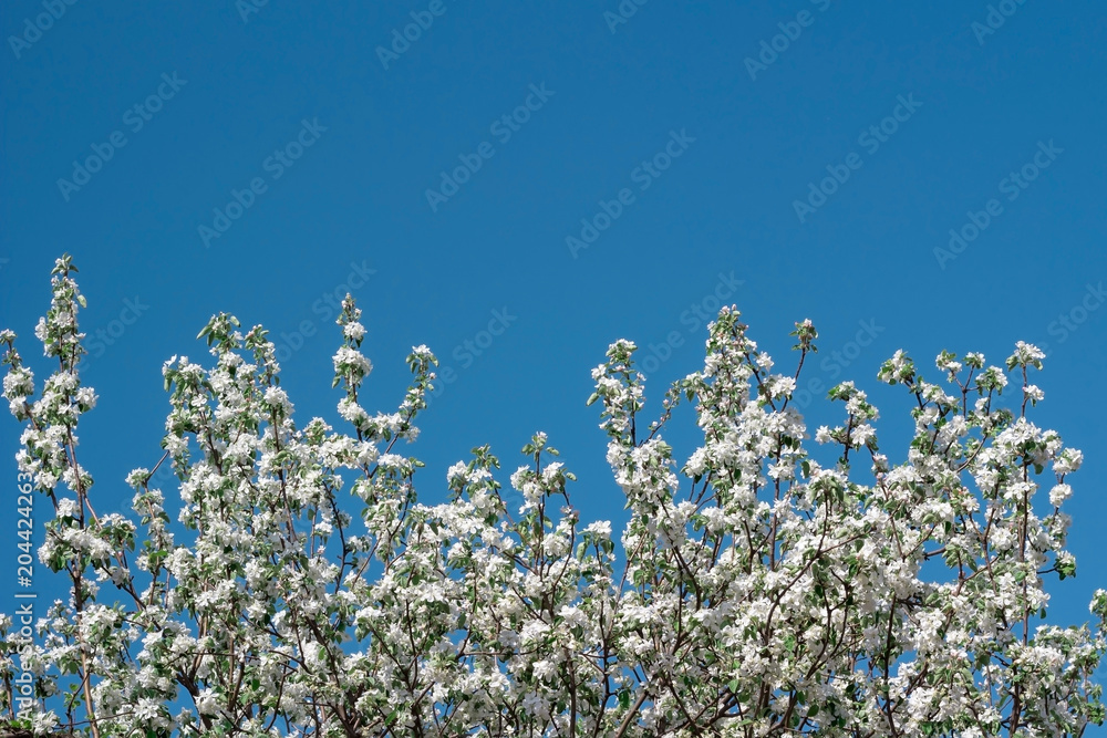 Flowering of apple tree branch blossom spring flower background Flowering of apple tree branch blossom spring flower background