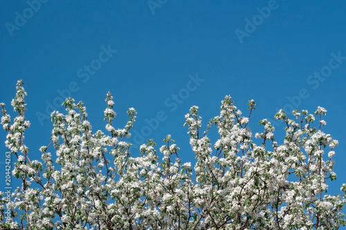 Flowering of apple tree branch blossom spring flower background