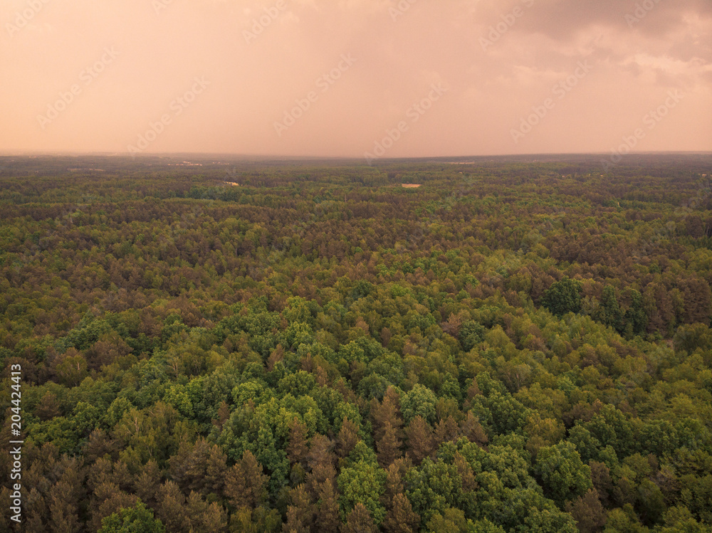 Forest till horizon, aerial toned image