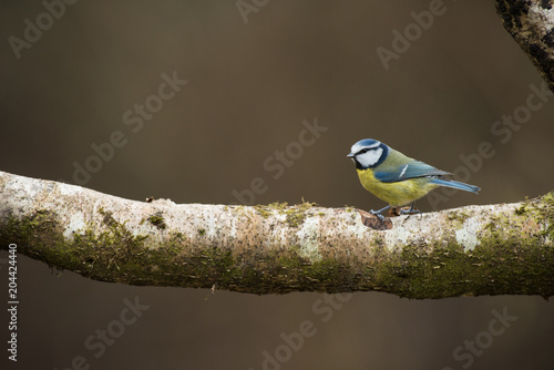 Blue tit on a cloudy day © Alina