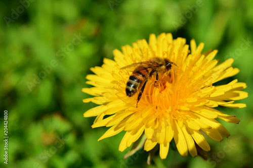 Beautiful blooming yellow dandelion flower with bee collecting pollen on green grass background in garden landscape during spring season with copy space for text on blurred grass.