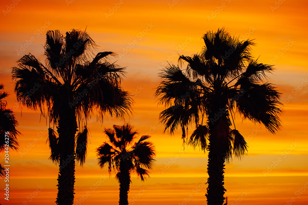 palm trees silhouette against sunrise background