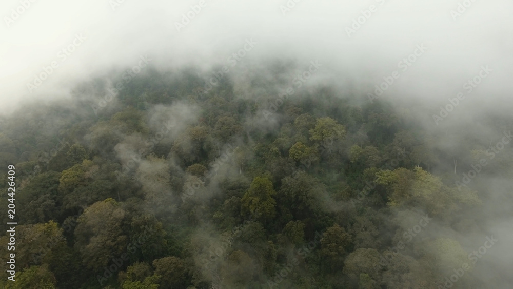 Fototapeta premium Low lying cloud over evergreen forests. Aerial view of over tropical rainforest mountains with white fog, clouds Jawa island, Indonesia. Fog over the jungle.