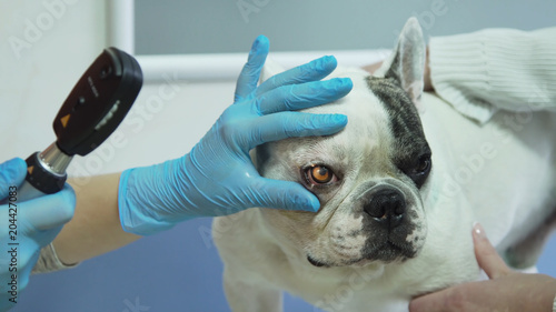 Veterinarian checks the eyes of a dog. Veterinarian ophthalmologist doing medical procedure, examining the eyes of a dog in a veterinary clinic. Healthy dog under medical exam.