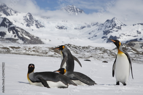 King penguins on South Georgia Island