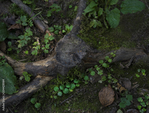 stump of tree and plant