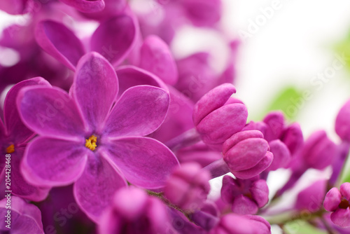 Pink lilac flower. © Anatolii