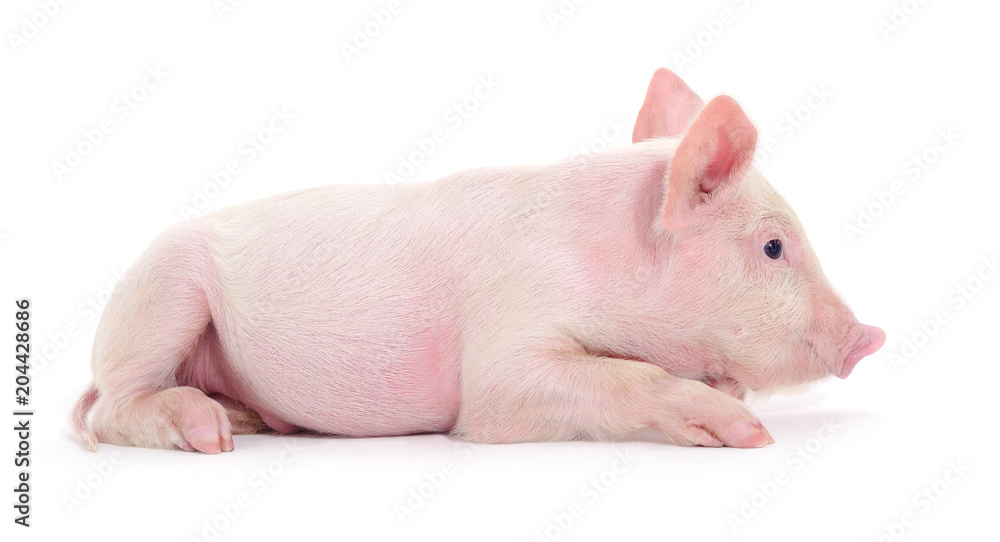 Fototapeta Świnia na białym tle