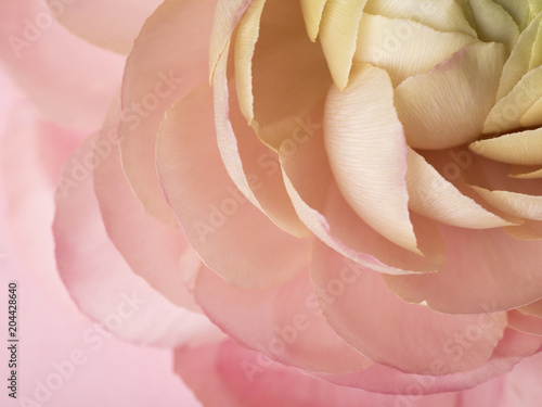 Close up floral ranunculus © shyrokova