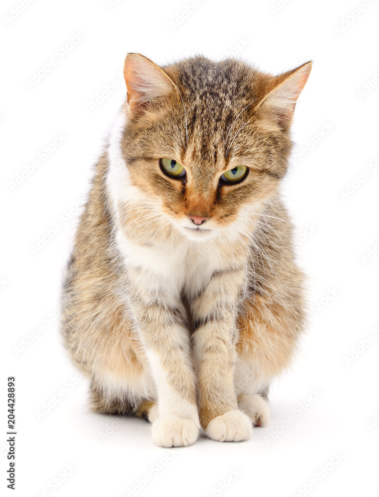 Kitten on white background. Kitten on white background.