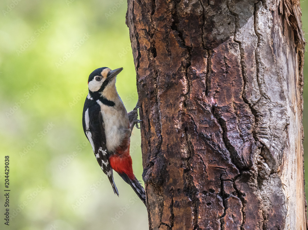 woodpeckers are seen in the spring feeding on the trees woodpeckers are seen in the spring feeding on the trees