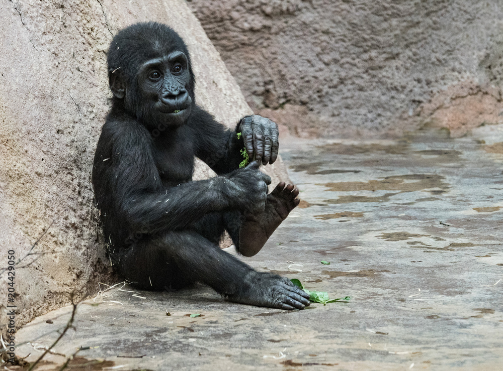 Baby Orangutan. Bornean Orangutan (orang-utan, Pongo pygmaeus) portrait.