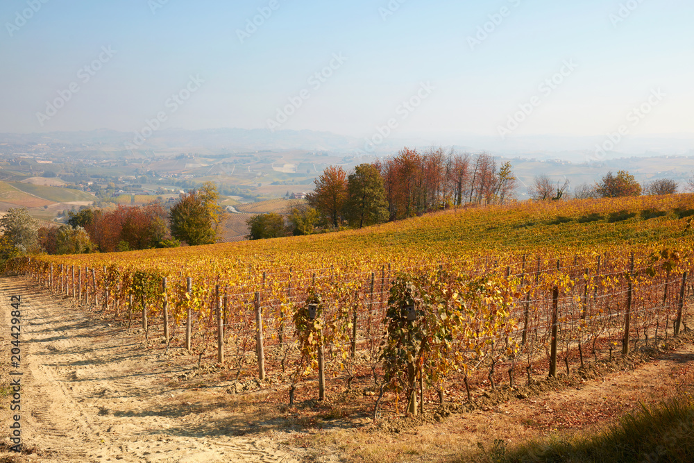 Vineyard in autumn with yellow leaves and hills and trees view in a sunny day