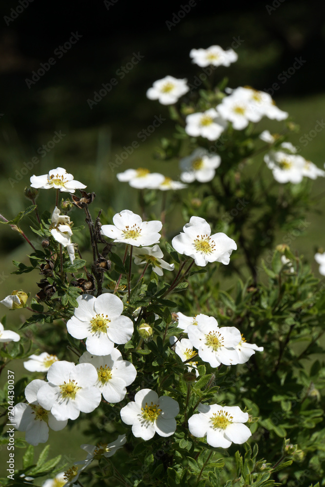 weiss blühender Fingerstrauch (Dasiphora fruticosa) weiss blühender Fingerstrauch (Dasiphora fruticosa)