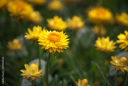 Yellow Flower © Chip