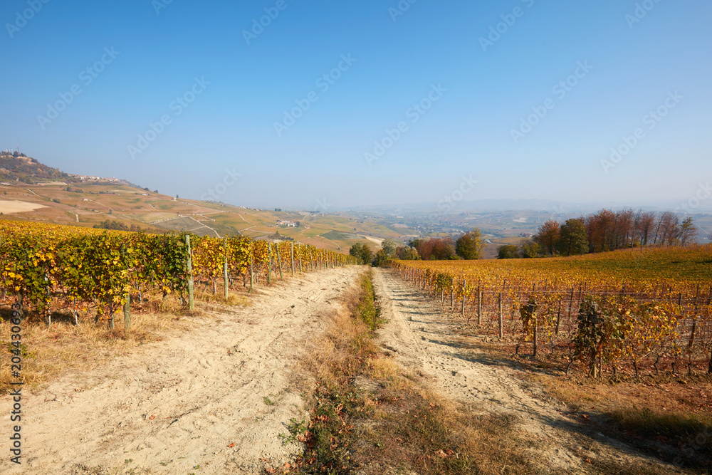 Vineyards in autumn with yellow leaves in a sunny day and border between two fields
