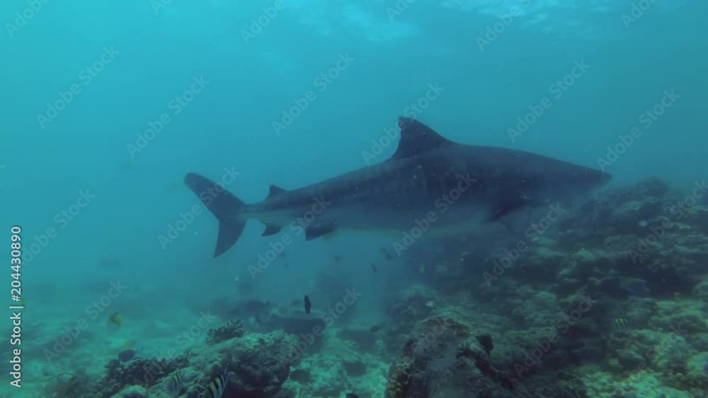 Male scuba diver look and photographing a Tiger Shark - Galeocerdo cuvier, Indian Ocean, Fuvahmulah island, Maldives
Male scuba diver look and photographing a Tiger Shark - Galeocerdo cuvier, Indian Ocean, Fuvahmulah island, Maldives
