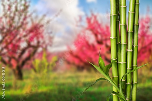 Fototapeta Naklejka Na Ścianę i Meble -  Many bamboo stalks on natural background
