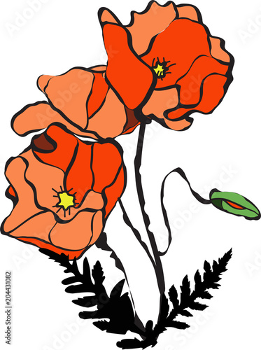 RED POPPY ILLUSTRATION