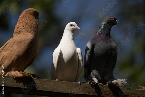 beautiful uzbek doves