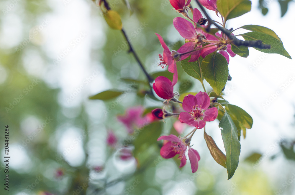 Pink blooming apple tree. Spring flower. Soft floral background with cherry flowers. Cherry blossom close-up. Pink blooming apple tree. Spring flower. Soft floral background with cherry flowers. Cherry blossom close-up.