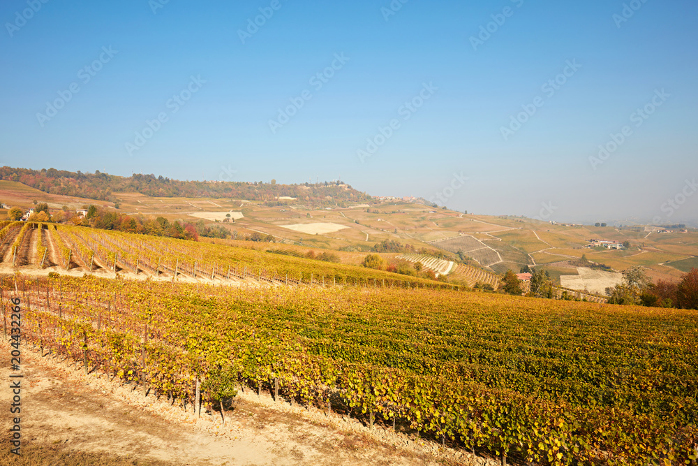 Vineyard and Piedmont hills in autumn with yellow leaves in a sunny day, blue sky in Italy