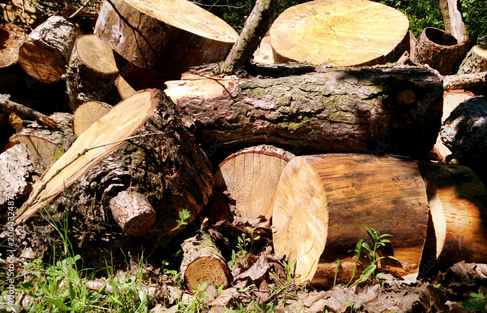 Large Woodpile For Forestry Industry. Big pine and Spruce wood stacked logs laying on summer forest Landscape. Large circular piece of firewood - Detailed organic surface. Large Woodpile For Forestry Industry. Big pine and Spruce wood stacked logs laying on summer forest Landscape. Large circular piece of firewood - Detailed organic surface.