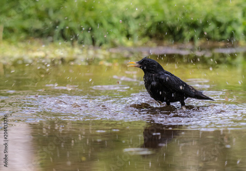 the spotless starling can be seen in the spring enjoying the bath