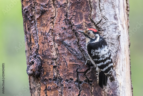 the woodpecker is seen in the spring with its magnificent colors