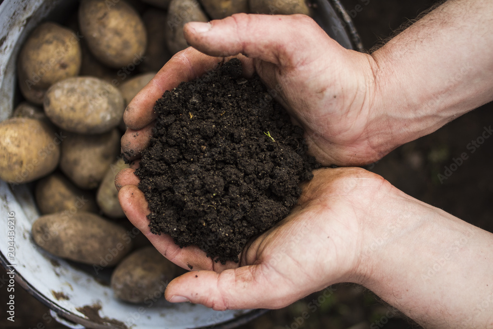 Planting potatoes. In the hands of the farmer a handful of earth against the background of a potato Planting potatoes. In the hands of the farmer a handful of earth against the background of a potato