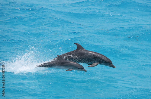 Adult and baby dolphin
