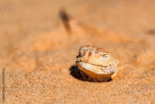 Spotted toad-headed Agama buried in sand close photo