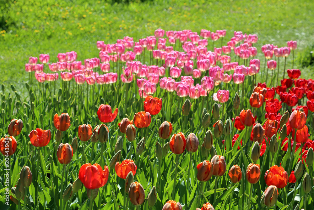 Colorful bright tulips blossom in early spring
