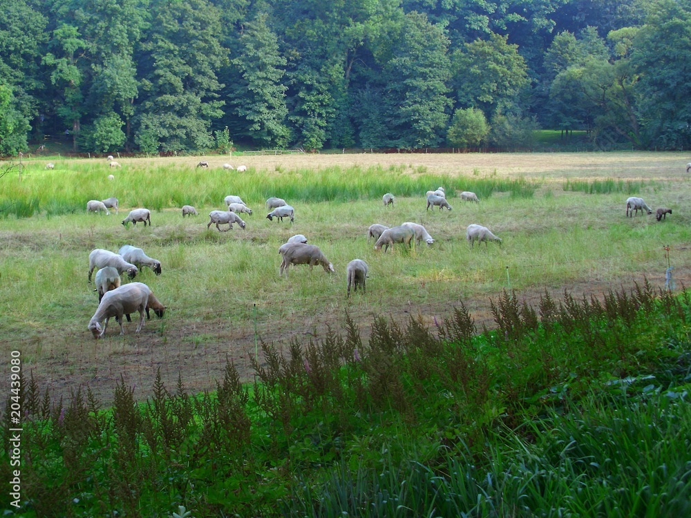 Fototapeta premium herd of sheared sheeps on pasture in a forest clearing, fenced and protected by a temporary textile mesh fence.