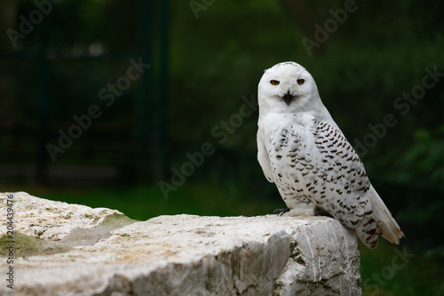 Male snowy owl © veroja