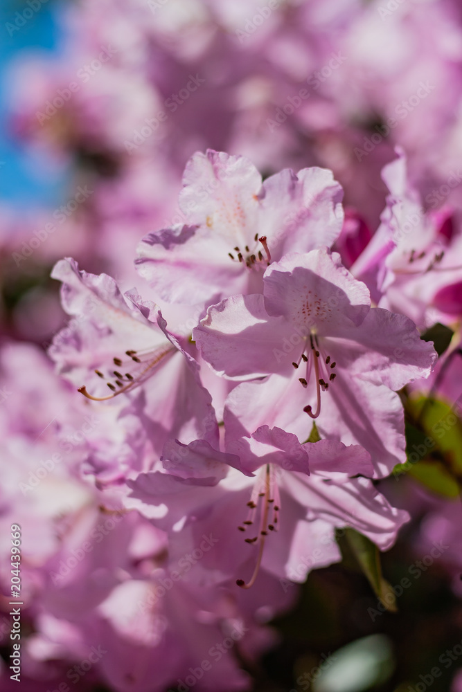 Flowers in the garden