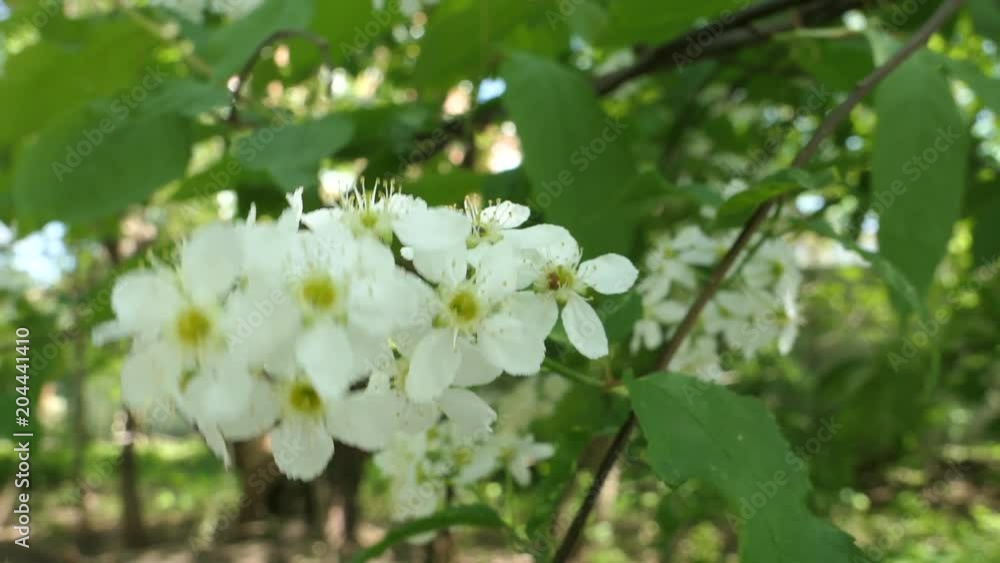 Branches Of Flowering Bird Cherry In Sunny Spring Day Branches Of Flowering Bird Cherry In Sunny Spring Day