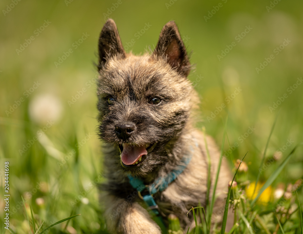 Cairn Terrier puppy 13 weeks old - cute little dog runs over a meadow Cairn Terrier puppy 13 weeks old - cute little dog runs over a meadow