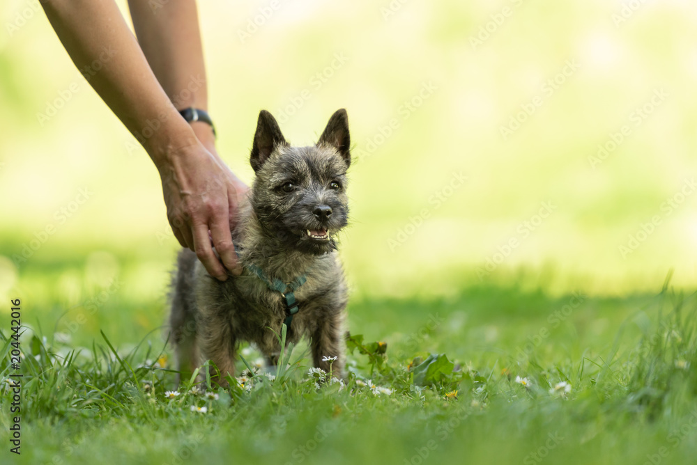 Cairn Terrier puppy 13 weeks old - cute little dog playing with his owner on a green meadow. Cairn Terrier puppy 13 weeks old - cute little dog playing with his owner on a green meadow.