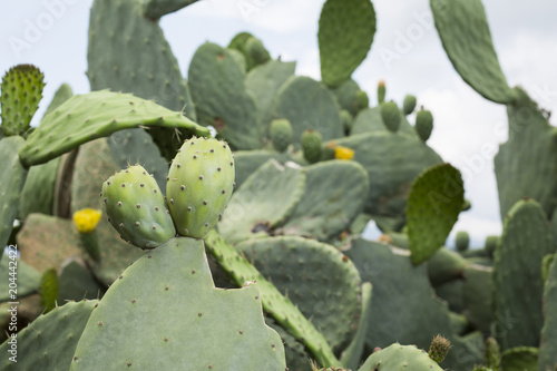 Fotografie Fruit of the cactus