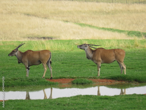 Canvas Print common eland in South Africa