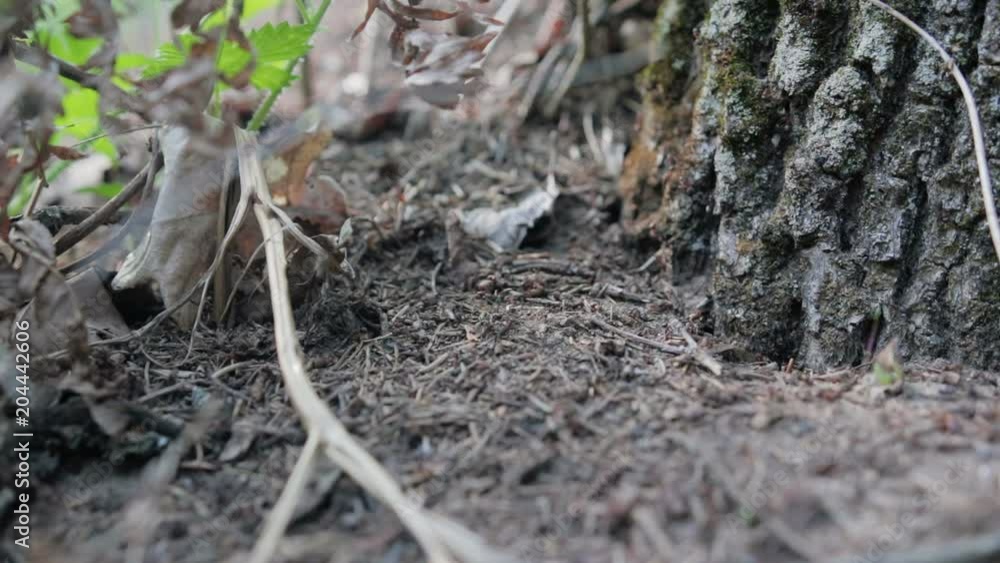 Many red ants crawling on the ground near the tree. Forest insects are working. Formica Rufa Many red ants crawling on the ground near the tree. Forest insects are working. Formica Rufa