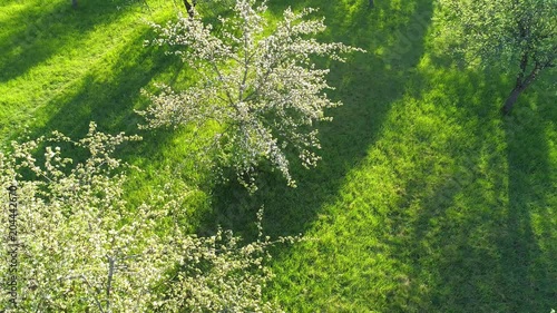 Cherry trees in garden aerial drone view. White spring cherry trees in blossom from above.