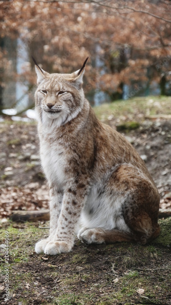 majestätischer Luchs im Tierpark majestätischer Luchs im Tierpark