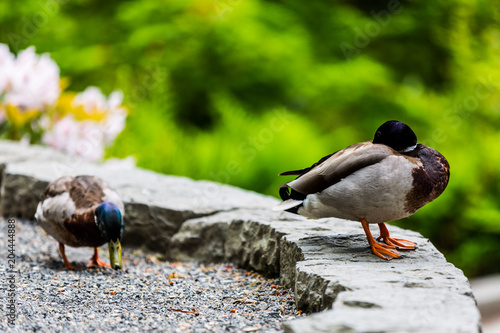 duck in the park