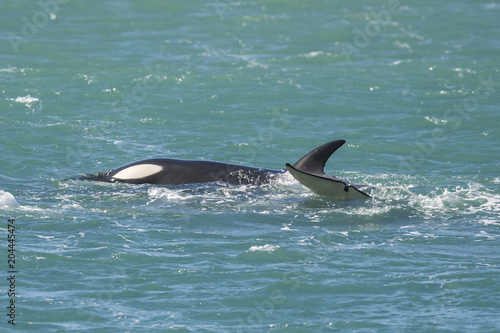 Orca Family, Patagonia Argentina © foto4440