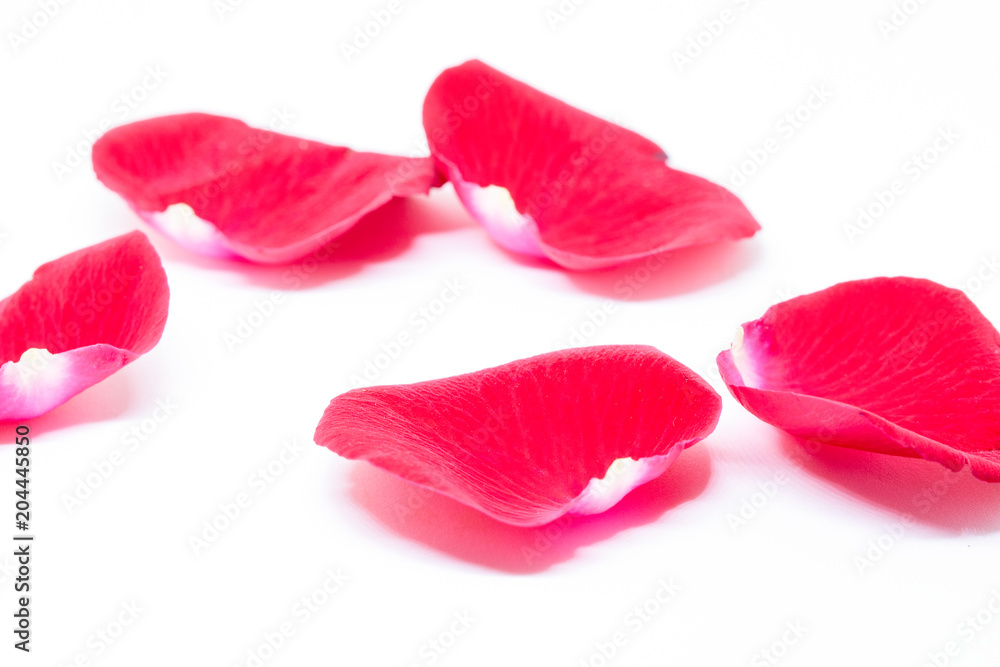 Rose petals on white background.Pink rose petals closeup photo. Beautiful velvet petal. Rose petals on white background.Pink rose petals closeup photo. Beautiful velvet petal.