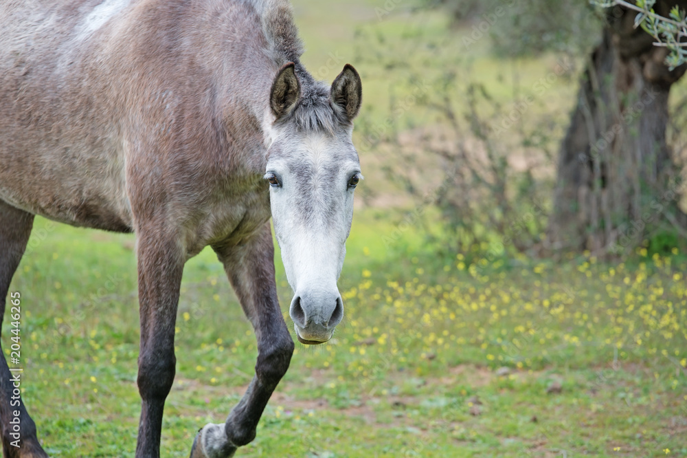   pure spanish, Andalusian filly at pasture. Spain, Andalusia