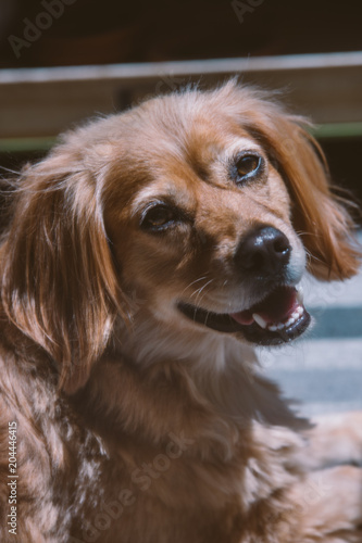 Portrait of golden dachshund mix dog in sun